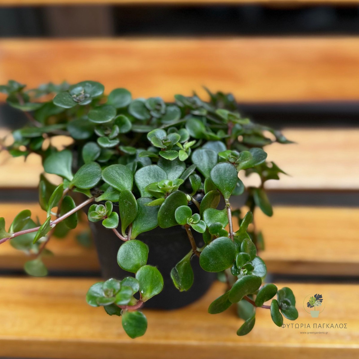 Sedum ‘Tornado’ | Ανθεκτικό Παχύφυτο για Γλάστρα & Βραχόκηπο - 1